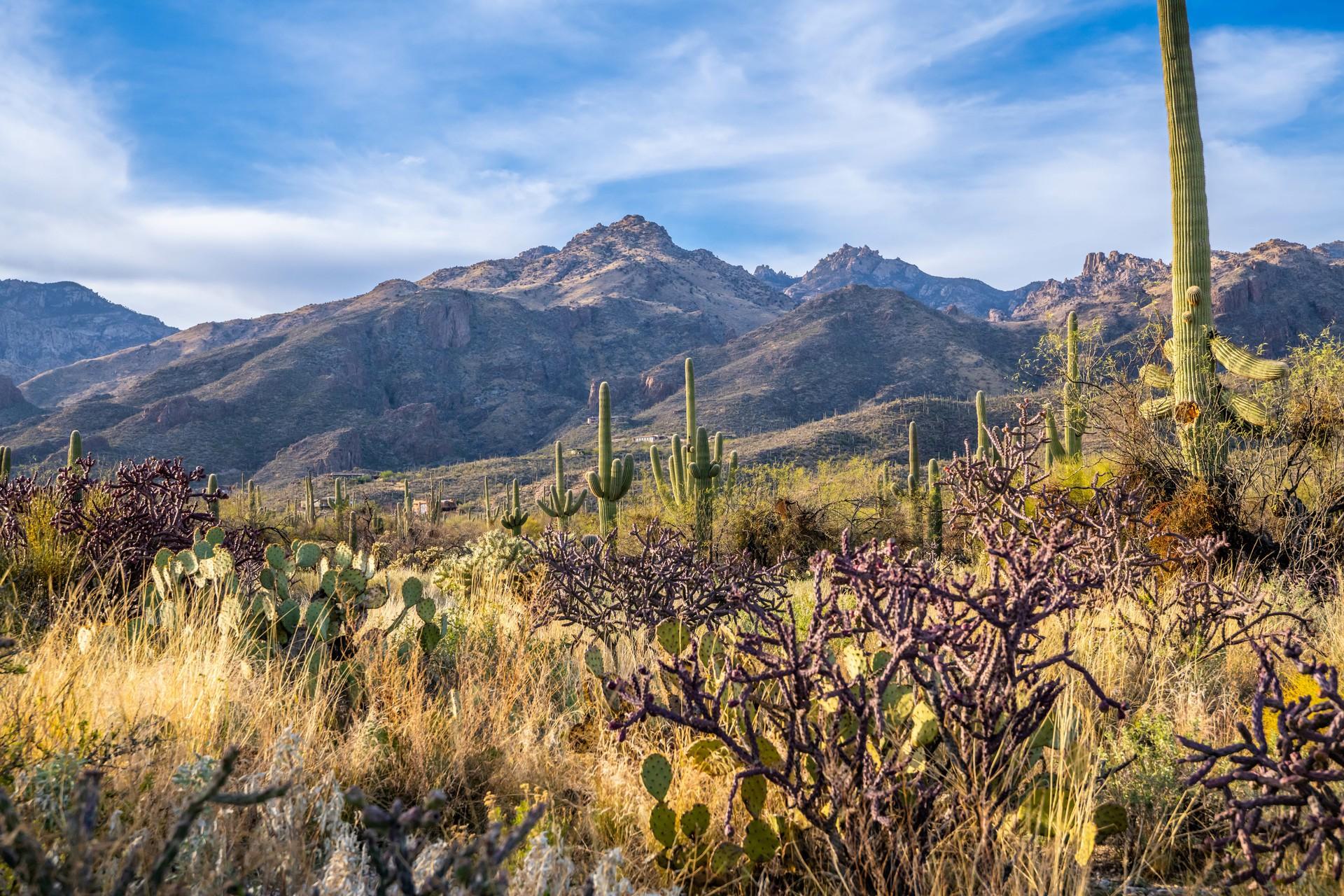 RV Parks & Campgrounds near Tucson, AZ