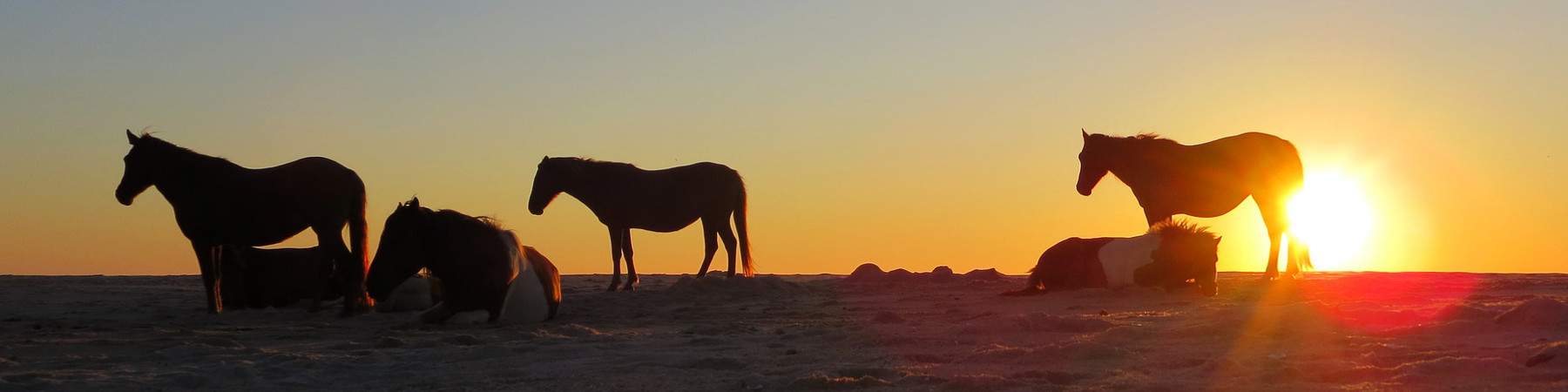 An Assateague Island RV Trips Brings Horsepower to Your Life