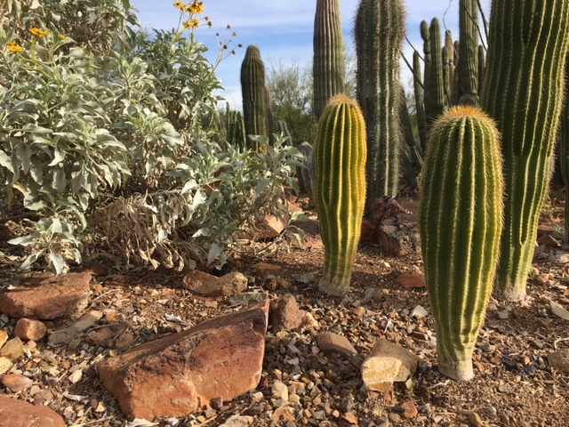 Why You Should Visit the Arizona-Sonora Desert Museum