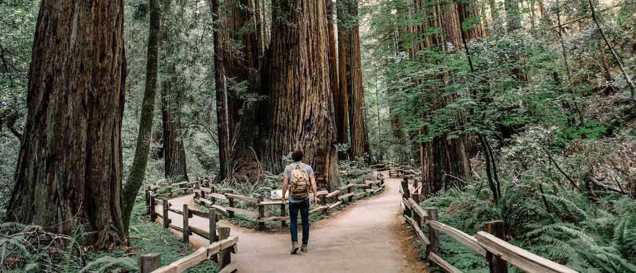 Intro to Forest Bathing & Where to Practice the Art in the U.S.