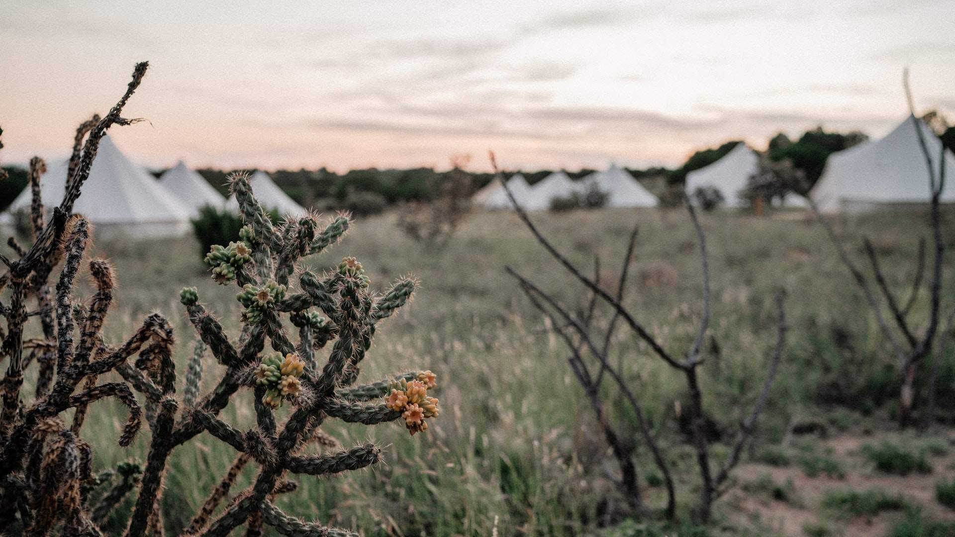 Top 15 Yurt Camping Sites in California