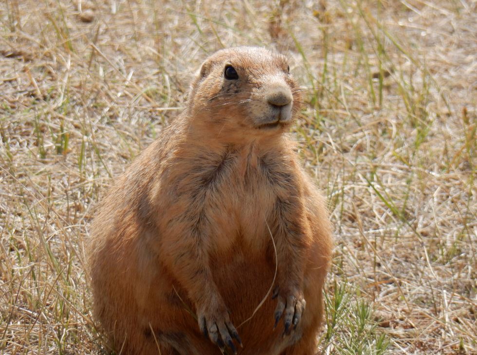 Chubby groundhog