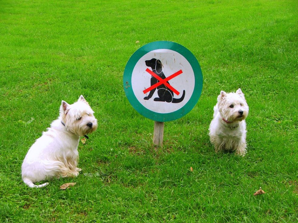 Campground rules for pets