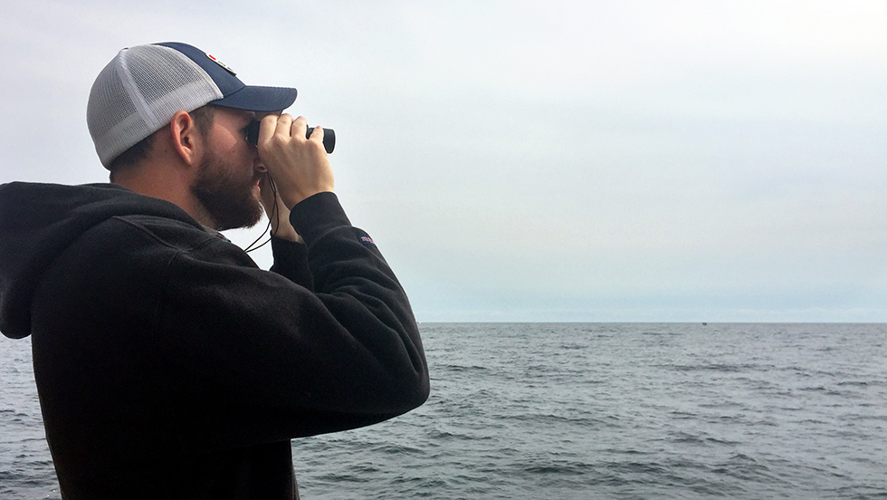 Searching for Whales in Massachsetts