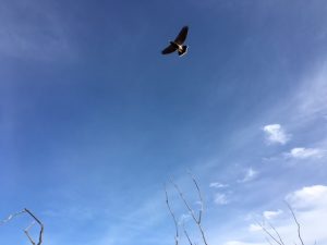 A raptor, wings open, soars against a blue sky
