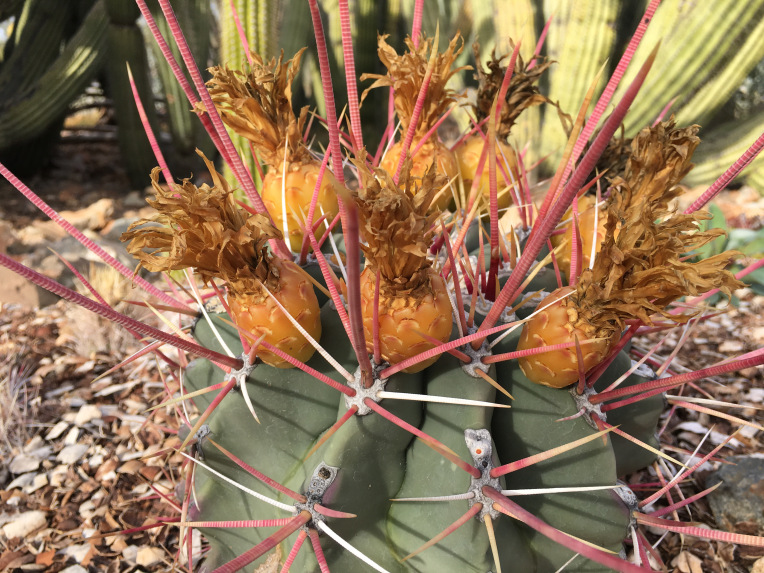 Up close with a cactus in bloom. 