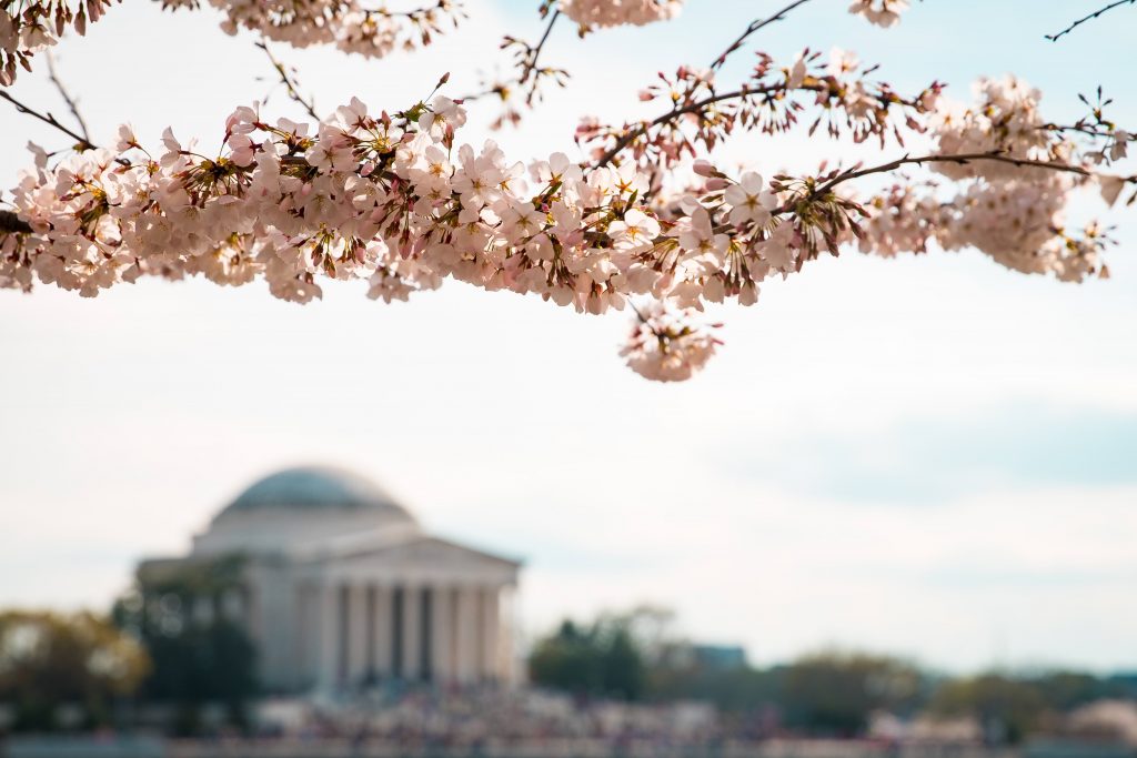 Cherry Blossoms Washington, DC | Outdoorsy