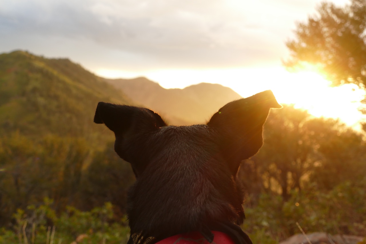 Dogs Camping | Outdoorsy