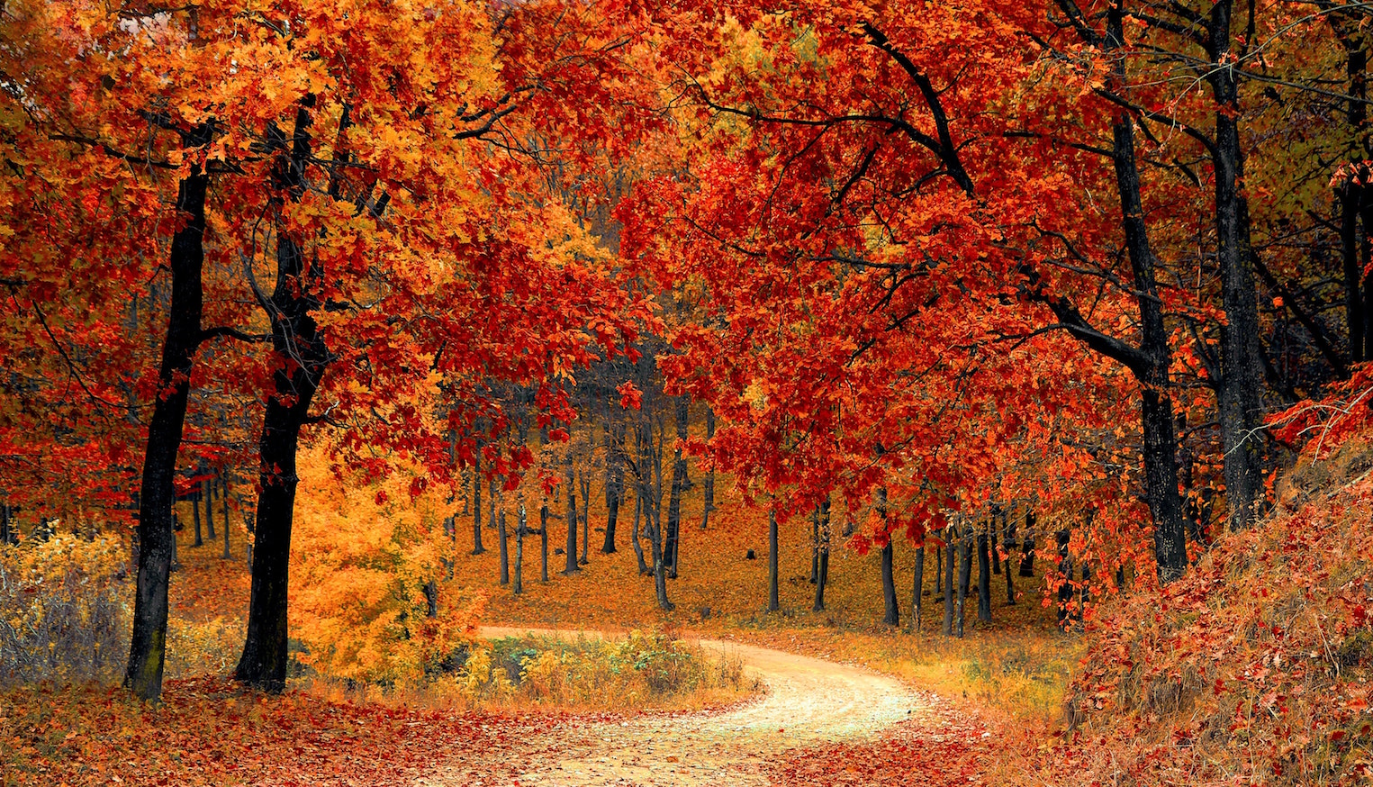 Fall festival colors | Outdoorsy RV Rental Marketplace