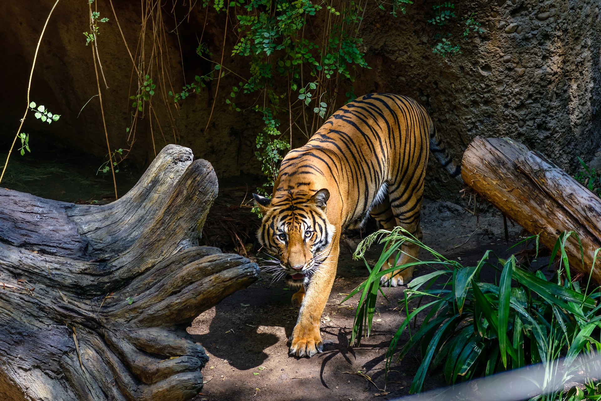 Tiger at San Diego Zoo, San Diego, CA I Outdoorsy RV Rental Marketplace