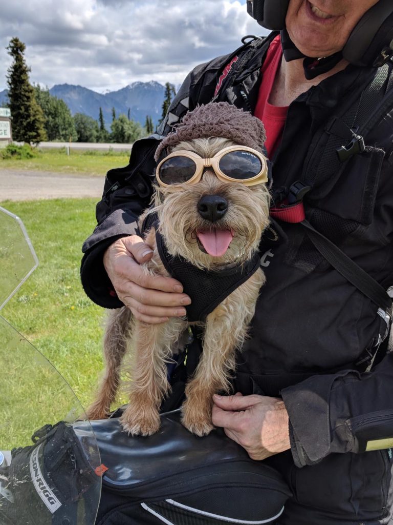 Best Camping Gear for Dogs