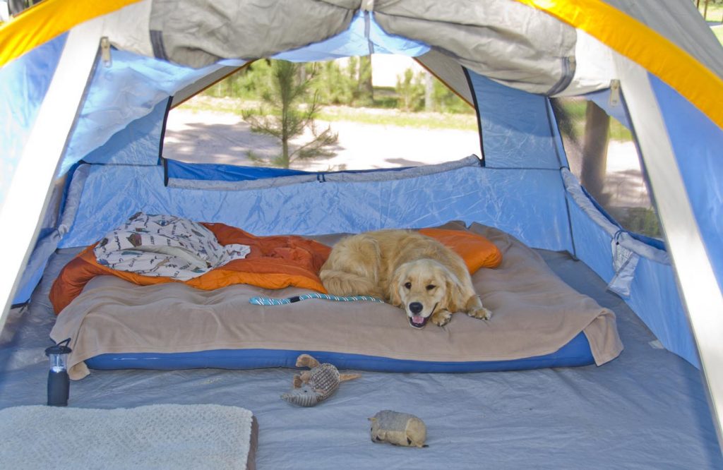 Best Camping Gear for Dogs