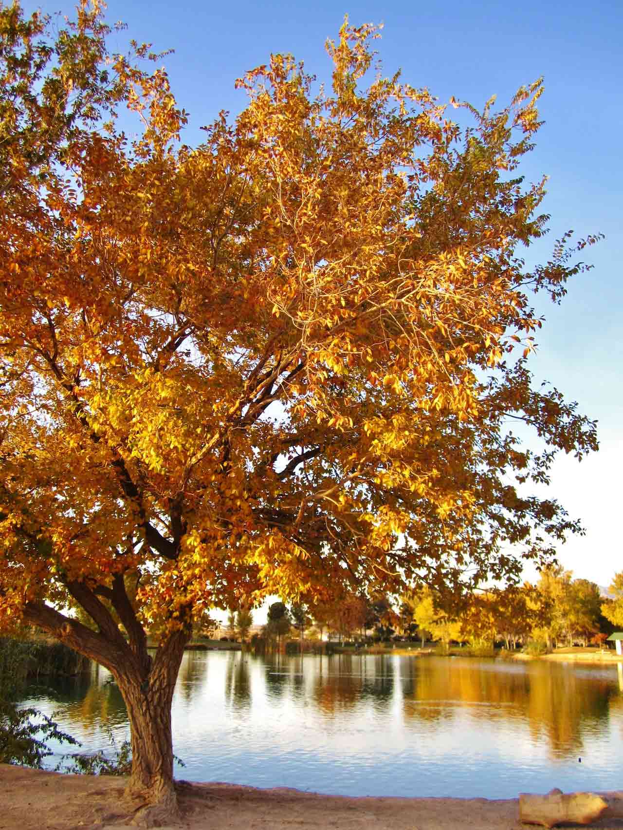 fall foliage at Floyd Lamb State Park