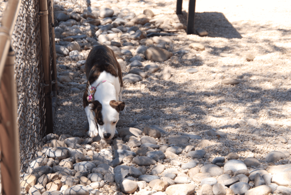 pet friendly campgrounds