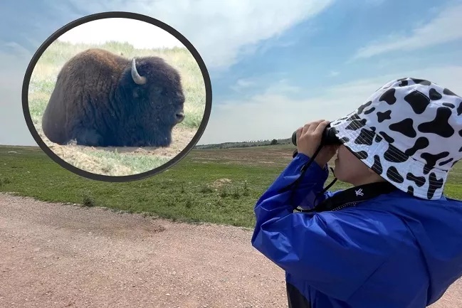 spotting a bison in the wild