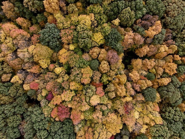 columbus fall foliage